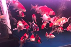 赤峰錦鯉養(yǎng)殖廠電話號碼查詢