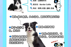 赤峰市邊牧幼犬出售電話號碼