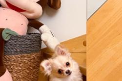 赤峰夢幻寵物店電話多少號