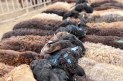 赤峰八里罕牛羊市場(chǎng)電話號(hào)碼