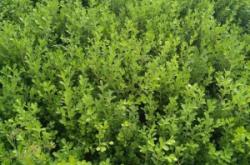 赤峰麻籽豆角種植基地電話號(hào)碼