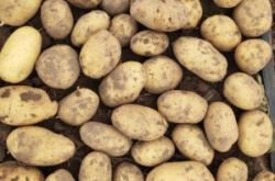 赤峰市土豆代購網(wǎng)地址電話號(hào)碼