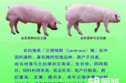 赤峰農(nóng)村收豬廠電話多少號(hào)