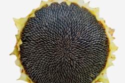 赤峰葵花人工種植基地電話號碼