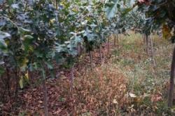 赤峰蘋果手機(jī)綠線修復(fù)電話號碼