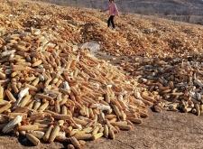 赤峰收購(gòu)全株玉米電話(huà)號(hào)碼是多少