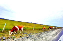 萊州到赤峰拼車電話號(hào)碼多少