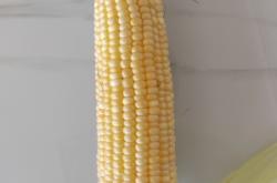 赤峰玉米供貨商電話號碼查詢