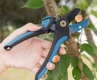 赤峰高桿檸檬樹買賣電話號碼