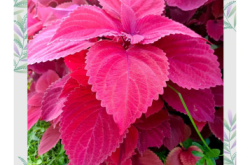 赤峰彩葉草花苗批發(fā)電話號(hào)碼