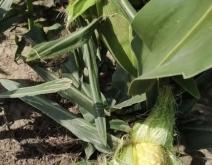 赤峰黑塑料袋批發(fā)電話號碼