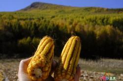 赤峰收購皂角樹電話號碼多少