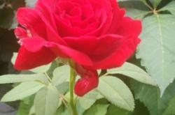 赤峰林西縣紅娘店電話號碼