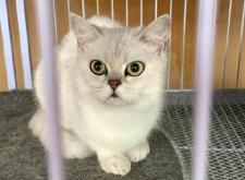 赤峰收貓電話是多少號(hào)啊多少錢