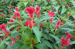 赤峰花盆二手市場電話號碼