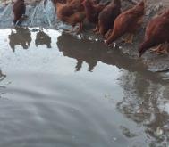 赤峰養(yǎng)蘭基地地址電話號碼查詢