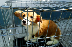 赤峰柯基賣家電話多少號