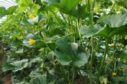 赤峰林西縣采摘園電話號碼