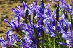 赤峰花楸苗供應商電話號碼