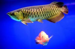 赤峰觀賞魚(yú)送貨上門(mén)電話(huà)號(hào)碼