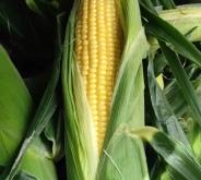 赤峰市批發(fā)王米花電話(huà)號(hào)碼