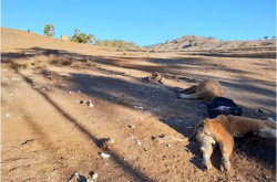 赤峰牧士飼料廠家電話號碼
