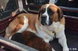 赤峰橋下狗市電話號碼查詢是多少