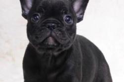 赤峰市薩摩耶專賣店電話號碼