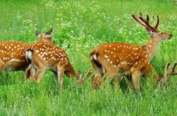 赤峰嘉誠(chéng)養(yǎng)殖有限公司電話號(hào)碼