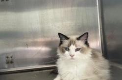 赤峰辛帝寵物診所電話號(hào)碼多少