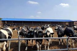 赤峰冷棚架子制造廠電話號碼