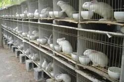 赤峰市種兔廠電話(huà)多少號(hào)