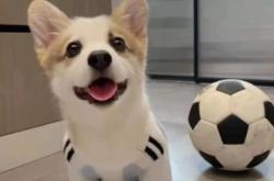 赤峰賣狗柯基的地方電話號碼