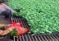 赤峰辣椒苗場(chǎng)電話號(hào)碼查詢是多少