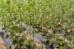 赤峰香水梨采摘園地址電話號碼