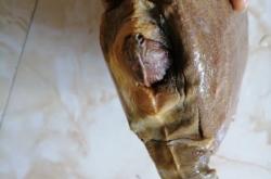 赤峰甲魚(yú)水產(chǎn)店電話號(hào)碼多少