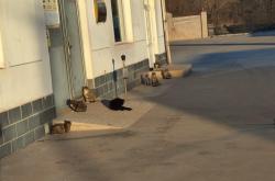 赤峰愛寵閣醫(yī)院地址電話號碼