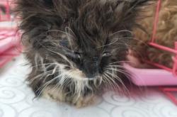 赤峰救助站流浪狗電話號碼