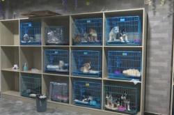 赤峰賣狗狗的寵物店電話號碼