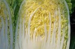 赤峰大白菜收購(gòu)商家電話號(hào)碼