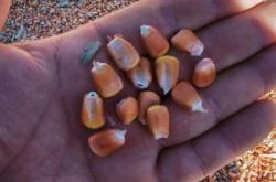 赤峰林西瓜果種植戶電話號(hào)碼