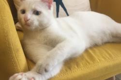 赤峰市送小貓到家電話號碼