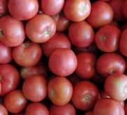 赤峰羊糞收購電話