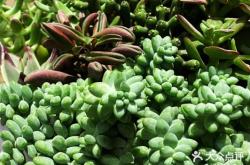 赤峰多肉批發(fā)基地電話地址查詢