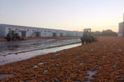 赤峰市所有收玉米地方電話(huà)號(hào)碼