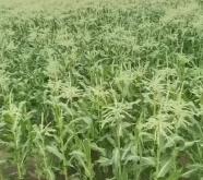 赤峰有收甜玉米的嗎電話號(hào)碼