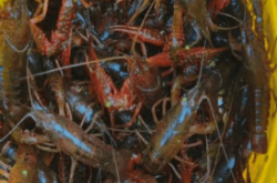 赤峰沃金養(yǎng)殖場電話地址查詢