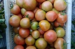 赤峰4個(gè)番茄基地電話號碼