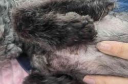 赤峰麥兜寵物店地址電話號碼