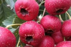 赤峰沃金羊苗基地電話號(hào)碼